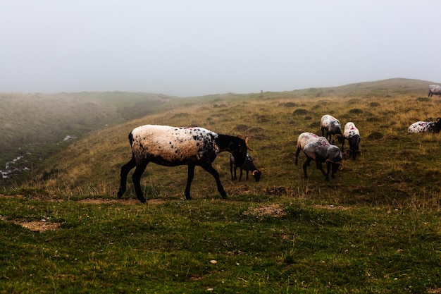 Stado kóz pasących się na Camino de Santiago