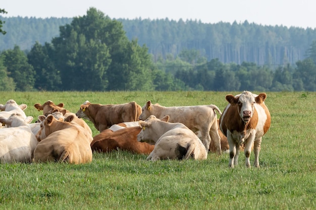 Stado krów na letnim zielonym polu