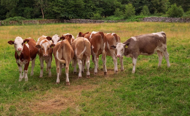 Stado krów na trawniku