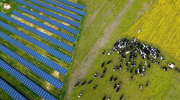 Stado krów pasących się w pobliżu elektrowni słonecznej