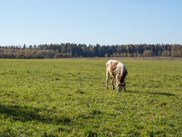 Stado krów pasie się na jesiennym zielonym polu