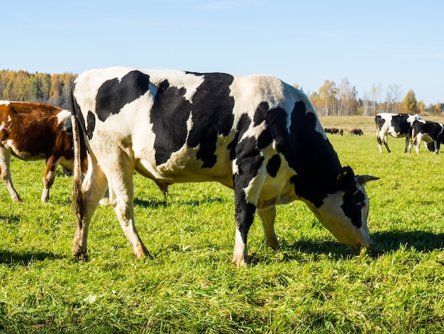 Stado Krów Pasie Się Na Jesiennym Zielonym Polu