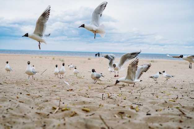 Stado mew latających w walce o jedzenie na plaży nad morzem