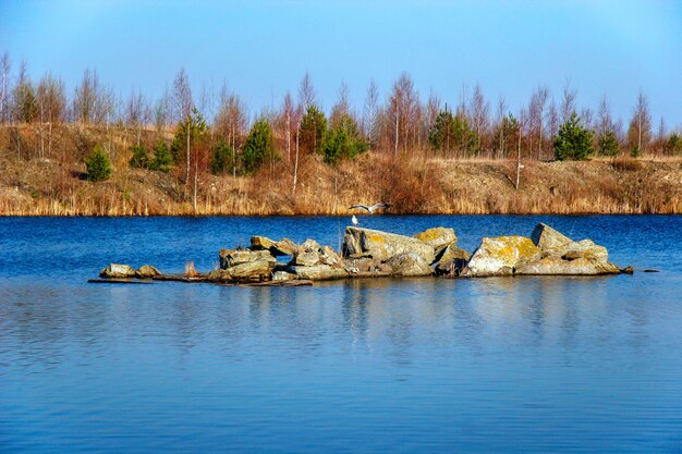 Stado mew na kamieniach na środku jeziora w starym kamieniołomie