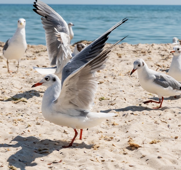 Stado mew na plaży