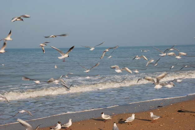 Stado mew na plaży