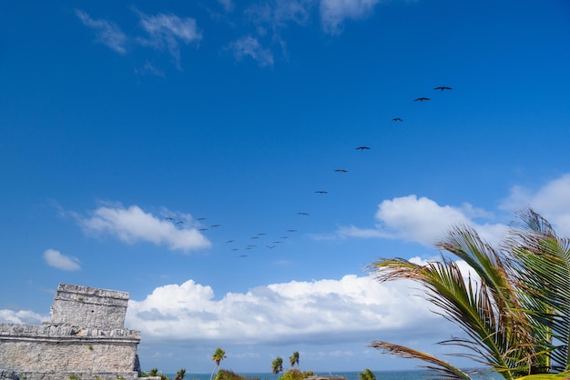 Stado mew w pobliżu ruin Majów w Tulum Riviera Maya Jukatan Morze Karaibskie Meksyk