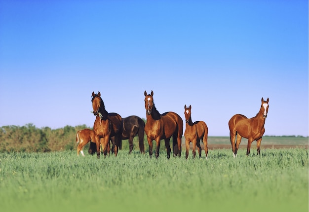 Stado młodych koni pięknie się prezentuje na słonecznej łące porośniętej wysoką trawą.