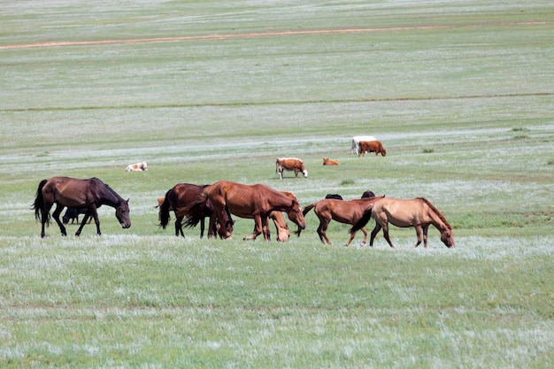 Stado mongolskich koni krów na stepach