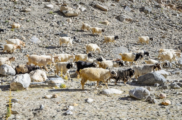 Zdjęcie stado owiec i kóz w górach piaskowca, leh w północnej indii.
