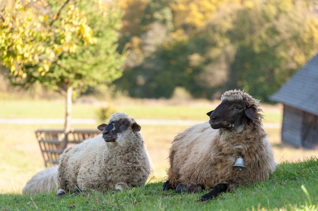 Stado owiec latem na łące na wsi