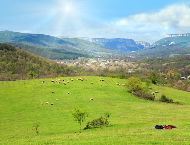 Stado owiec na górskim wzgórzu w pobliżu wioski