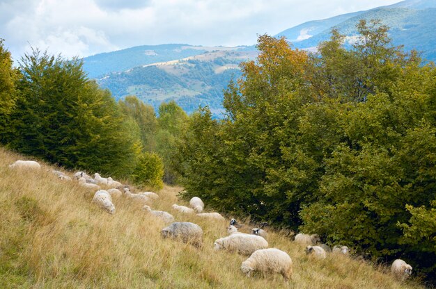 Stado owiec na pastwisku górskim płaskowyżu (Karpaty, Ukraina).