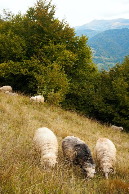 Zdjęcie stado owiec na pastwisku górskim płaskowyżu (karpaty, ukraina).