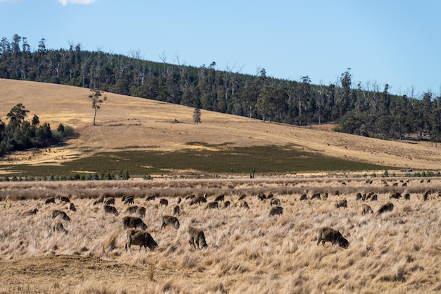 stado owiec na polu Merino pasące się i jedzące trawę w Nowej Zelandii i Australii