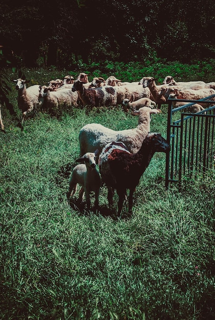Zdjęcie stado owiec na polu