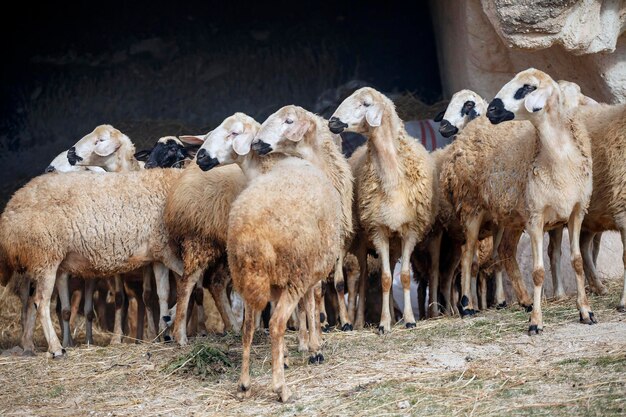 Stado owiec na tle górskiej jaskini, Turcja, Kapadocja