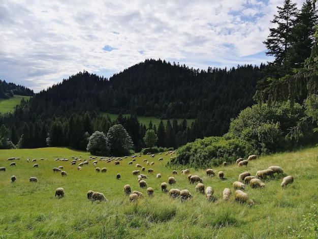 Zdjęcie stado owiec na trawiastym polu na tle nieba
