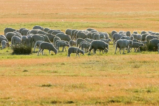 Stado owiec, owce na polu