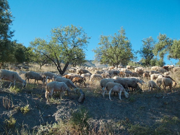 Stado owiec pasące się na dzikim terenie górskim Owce i jagnięta jedzące trawę w stadzie Hodowla na zewnątrz Piękny krajobraz Zwierzęta w dziczy Słoneczny dzień niesamowita pogoda
