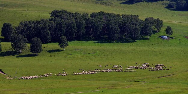 Zdjęcie stado owiec pasące się na krajobrazie