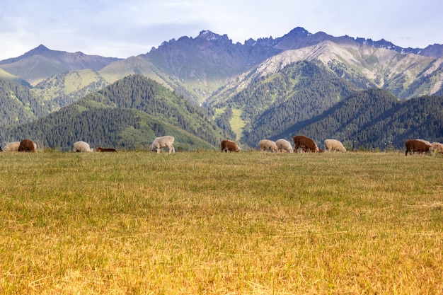 Stado owiec pasące się na łące z górami Tianshan w tle Pasą się owce