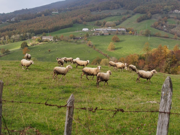 Zdjęcie stado owiec pasących się na polu