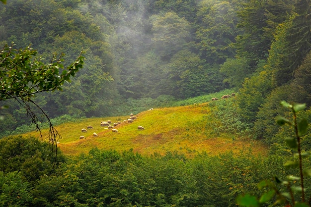 Stado owiec pasących się na zielonej łące na górskim wzgórzu