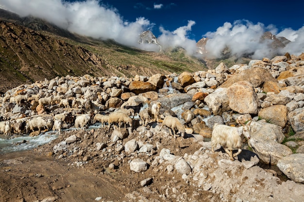 Stado owiec Pashmina w Himalajach