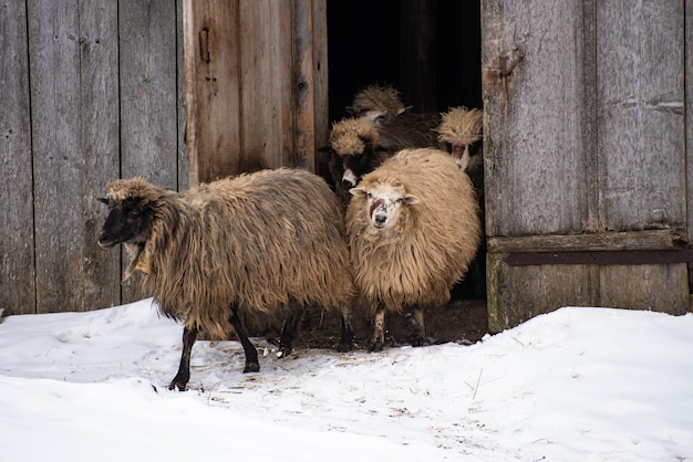 Stado owiec w gospodarstwie, w zimie