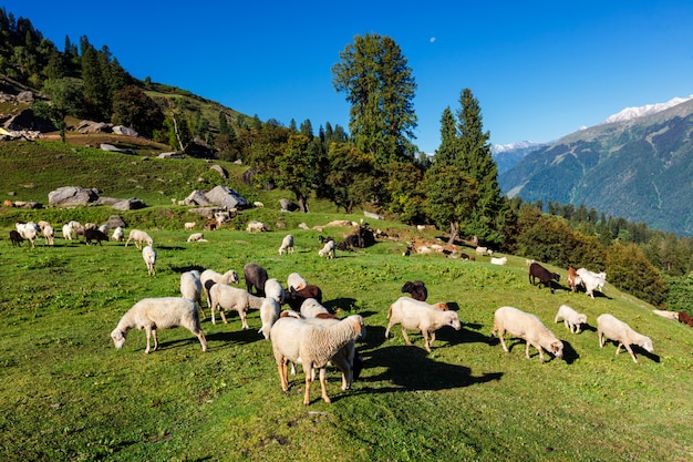 Stado owiec w Himalajach