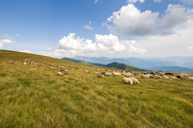Stado owiec wypasanych na zielonych pastwiskach górskich.