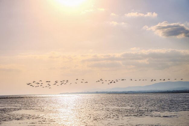 Zdjęcie stado pięknych sylwetek flamingów spacerujących po plaży alexandroupolis evros grecja złote godziny kolory zachodu słońca