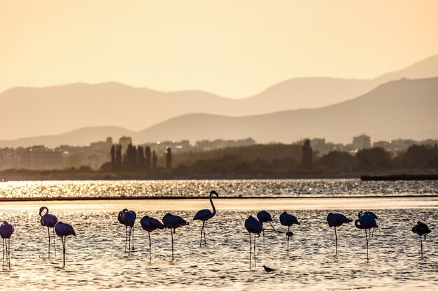 Stado pięknych sylwetek flamingów spacerujących po plaży Alexandroupolis Evros Grecja złote godziny kolory zachodu słońca