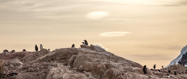 Stado pingwinów gentoo ukrywających się w skałach na zachodzie słońca w zatoce Neco Półwysep Antarktyczny