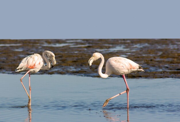 Stado ptaków afrykańskie różowe flamingi spacerujące po niebieskim słonym jeziorze Namibii