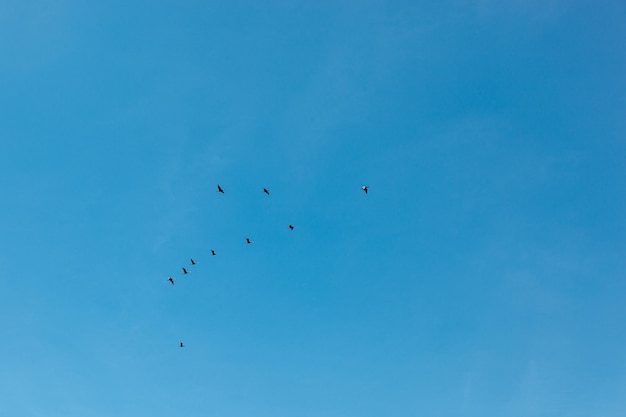 Stado ptaków latające po błękitnym niebie