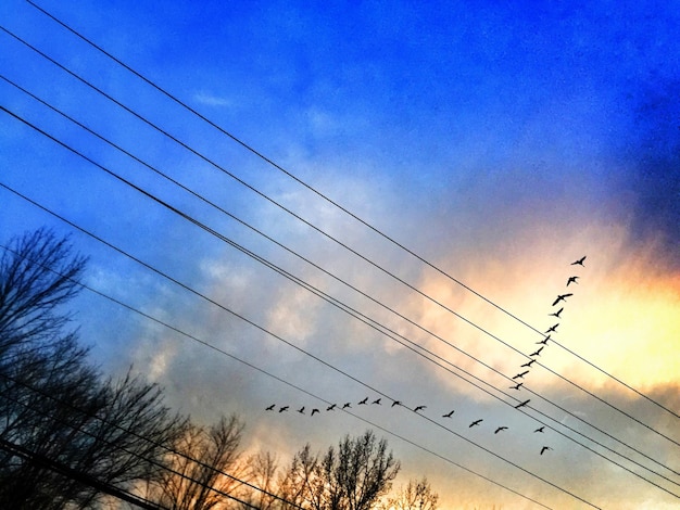 Zdjęcie stado ptaków latających nad kablami na tle nieba podczas zachodu słońca