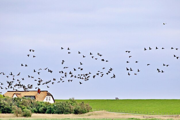 Stado ptaków latających nad lądem