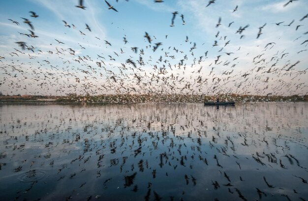 Zdjęcie stado ptaków latających przeciwko niebu podczas zachodu słońca