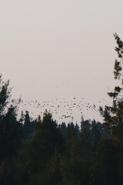 Stado ptaków latających w niebie