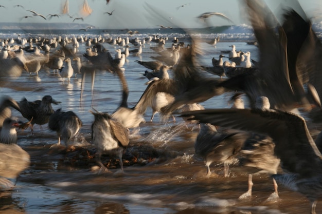 Zdjęcie stado ptaków na plaży