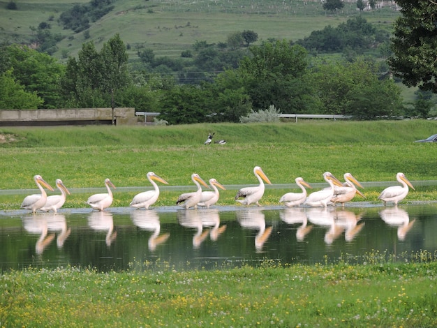 Zdjęcie stado ptaków w jeziorze