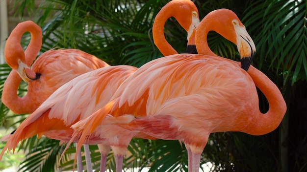 Stado Różowych Flamingów Karaibskich, Phoenicopterus Ruber (flaming Karaibski)