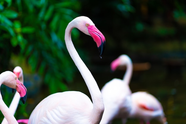 Stado różowych flamingów w stawie zoo.