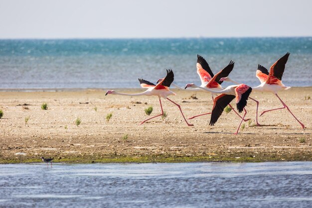 Zdjęcie stado różowych latających flamingów na plaży alexandroupolis evros w grecji w pobliżu parku narodowego delta evros