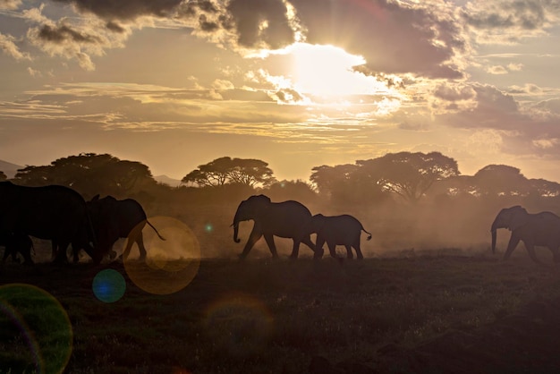 Stado słoni afrykańskich o wschodzie słońca w Parku Narodowym Amboseli w Kenii