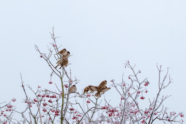 Stado wróbli siedzi zimą na suchych gałęziach drzewa w srogich mrozach. Ptaki zimą