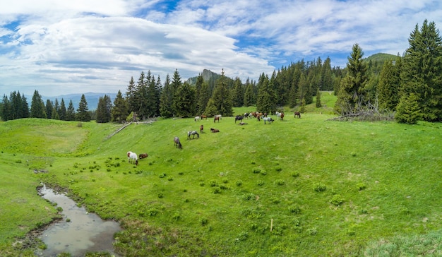 Stado z końmi wypasanymi na łące ze strumieniem w pobliżu lasu w widoku z góry doliny górskiej panoramy