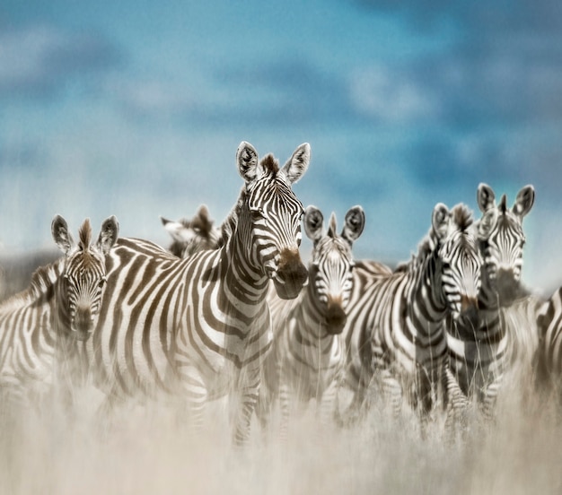 Stado Zebr Na Dzikiej Sawannie, Serengeti, Afryka